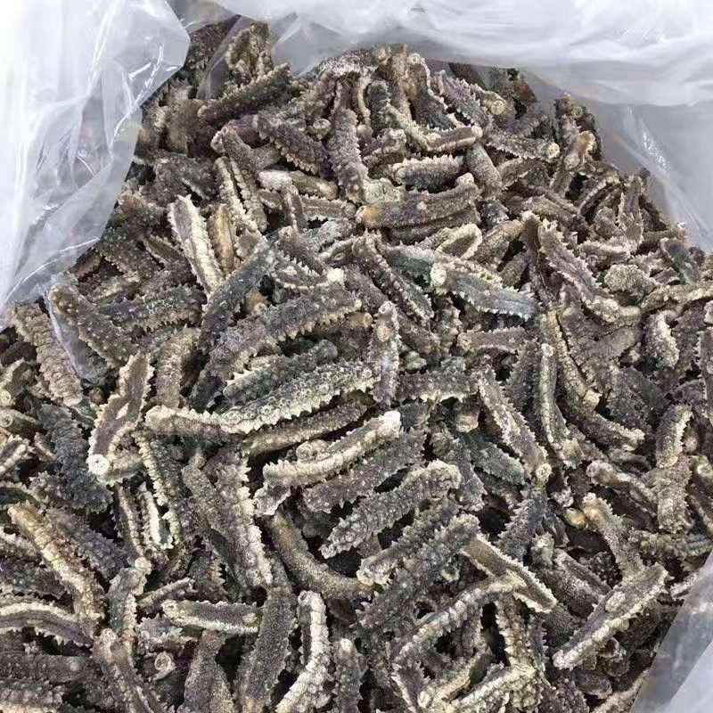 Australia Deep Sea Wild Sea Cucumber 80pcs/2680kg