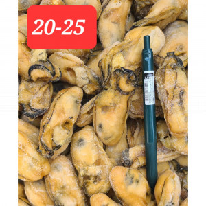 Golden Oyster - 604g